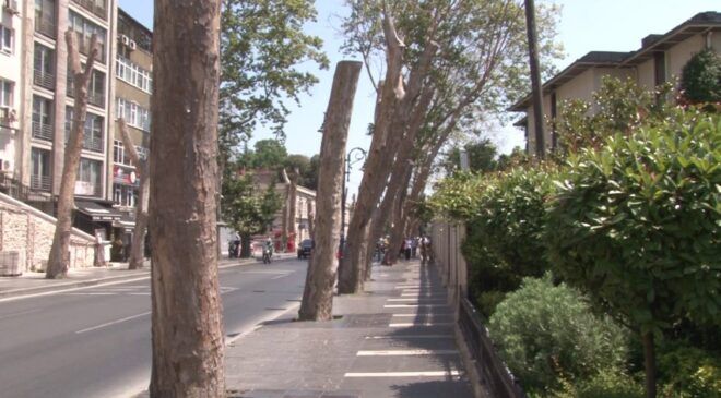 Çırağan Caddesi’ndeki tarihi çınarlar tek tek kesildi