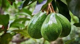 Avokado üretimi ve ihracatı için ölçekli üretim vurgusu