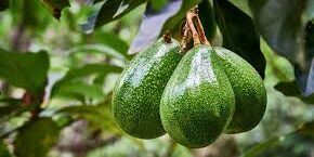 Avokado üretimi ve ihracatı için ölçekli üretim vurgusu