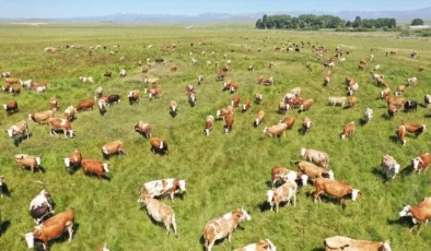 Kars’ta kayıtlı mera alanı 418 bin hektara yükseldi