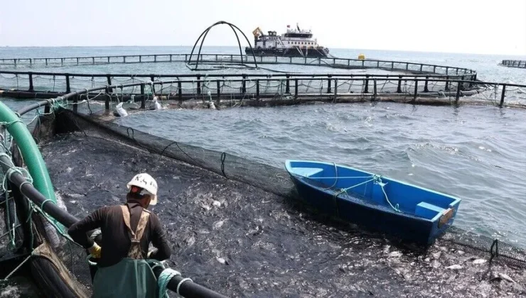 Türk havyarı dünya pazarına hazırlanıyor