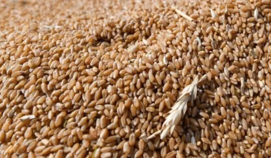 Ekmeklik buğday ihracatı yeniden serbest bırakıldı