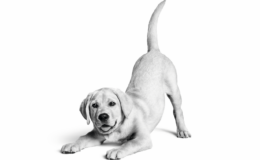 Royal Canin Türkiye’de 10. yılını kutluyor