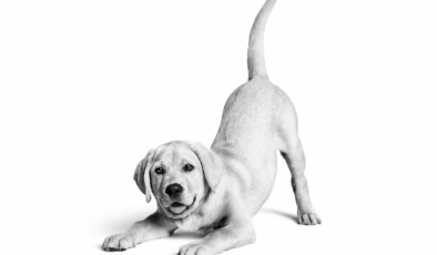 Royal Canin Türkiye’de 10. yılını kutluyor