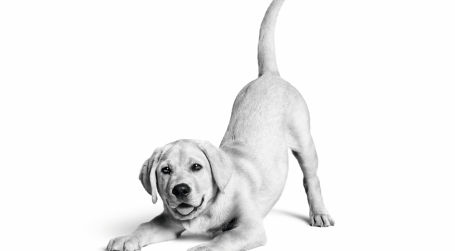 Royal Canin Türkiye’de 10. yılını kutluyor