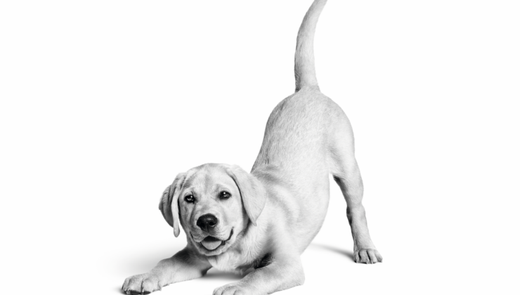 Royal Canin Türkiye’de 10. yılını kutluyor