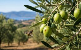 Erdek’te zeytin üreticilerine kritik uyarı