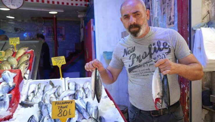 Karadeniz’de palamut fışkırıyor: Tezgahlarda bereket başladı