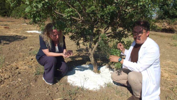 Balıkesir’de sakız ağaçlarında ilk hasat başladı
