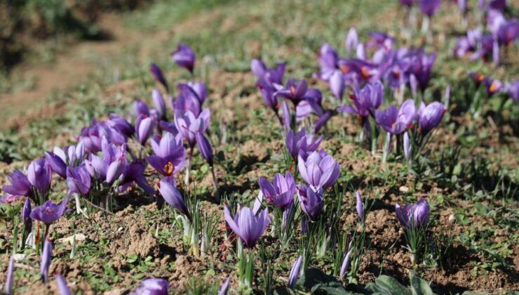 Kilosu 600 bin lira: Safranın yeni sezon dikimi başladı