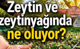 Reşit Özer’den zeytinyağında acil müdahale çağrısı