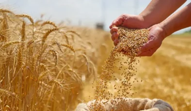 Türkiye’nin hububat ve gıda ihracatı 6,9 milyar dolara ulaştı