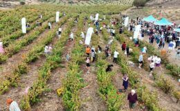 Avşa’da Adakarası üzümünde bağbozumu başlıyor
