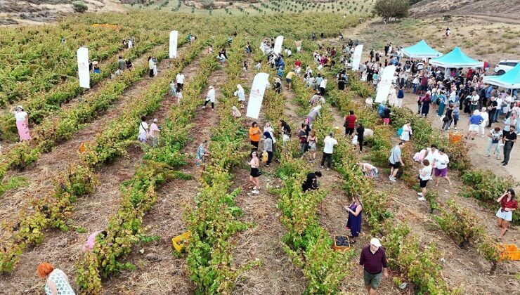 Avşa’da Adakarası üzümünde bağbozumu başlıyor