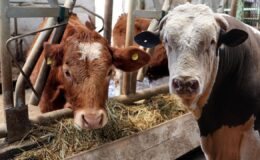 Ahırdaki her hayvana dijital kimlik geliyor: Yeni dönem Kars’tan başladı!