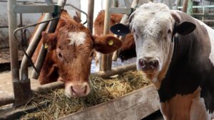 Ahırdaki her hayvana dijital kimlik geliyor: Yeni dönem Kars’tan başladı!