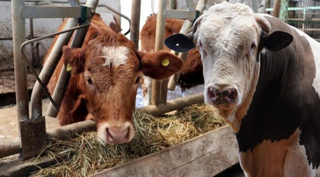 Ahırdaki her hayvana dijital kimlik geliyor: Yeni dönem Kars’tan başladı!