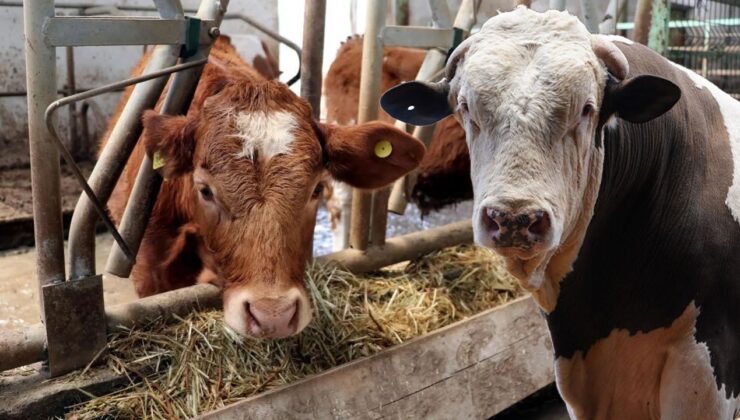 Ahırdaki her hayvana dijital kimlik geliyor: Yeni dönem Kars’tan başladı!