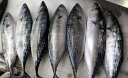 Karadeniz’de palamut umudu balıkçıları sevindirdi