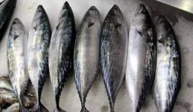 Karadeniz’de palamut umudu balıkçıları sevindirdi
