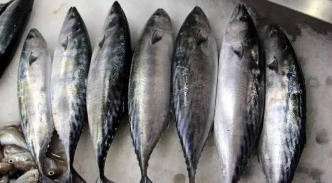Karadeniz’de palamut umudu balıkçıları sevindirdi