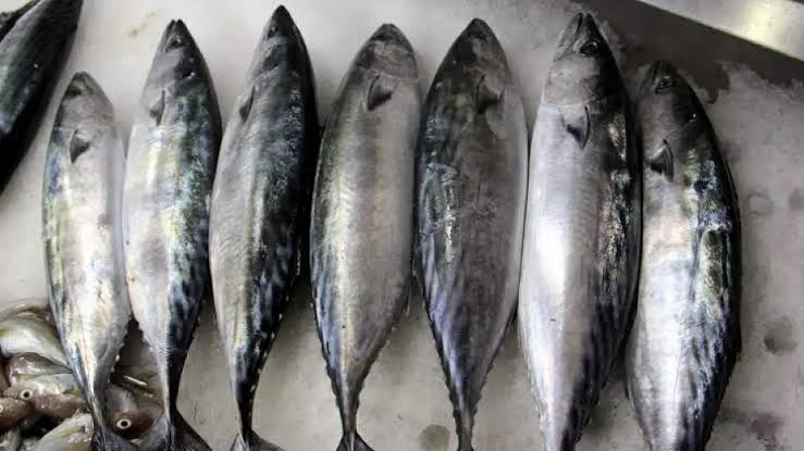 Karadeniz’de palamut umudu balıkçıları sevindirdi