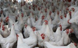 Kümes hayvancılığında üretim rakamları yükselişe geçti