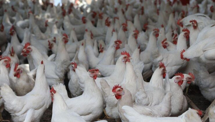 Kümes hayvancılığında üretim rakamları yükselişe geçti