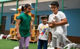 Van’ın Kedi Villası’na 80 bin ziyaretçi