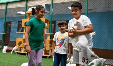 Van’ın Kedi Villası’na 80 bin ziyaretçi