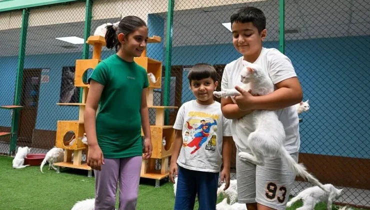 Van’ın Kedi Villası’na 80 bin ziyaretçi