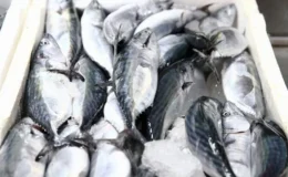 Giresun’da palamut sezonu bereketli başladı