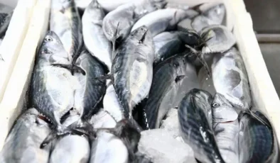 Giresun’da palamut sezonu bereketli başladı