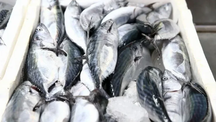 Giresun’da palamut sezonu bereketli başladı