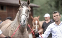 Safkan Arap taylarından 27,5 milyon liralık gelir