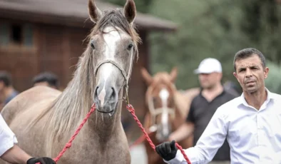 Safkan Arap taylarından 27,5 milyon liralık gelir