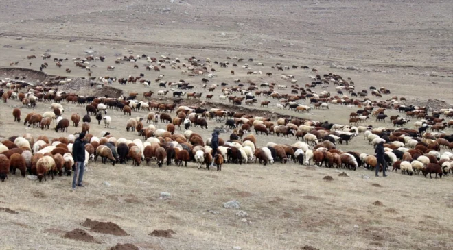 150 bin liraya bile çoban yok