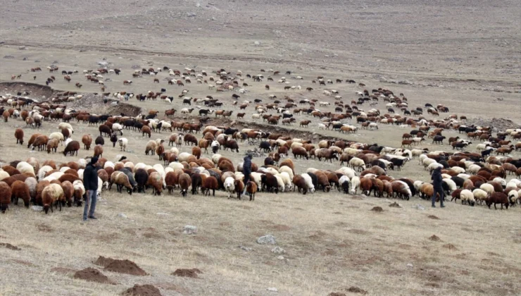 150 bin liraya bile çoban yok