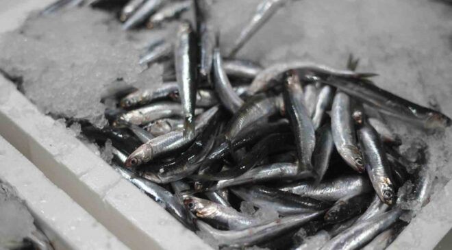 Karadeniz’de palamut ve hamside çifte bereket
