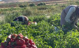 Şanlıurfa’da isot hasadı başladı