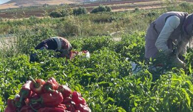 Şanlıurfa’da isot hasadı başladı