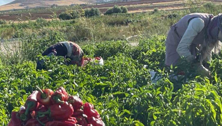 Şanlıurfa’da isot hasadı başladı