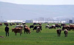 Erzurum’da kırsal kalkınmaya 171,2 milyon TL hibe desteği