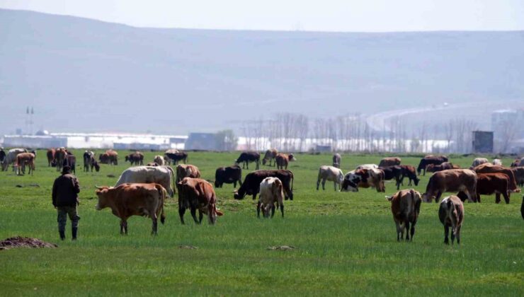 Erzurum’da kırsal kalkınmaya 171,2 milyon TL hibe desteği