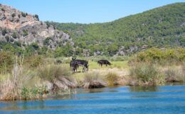 Dalyan Kanalı ve Köyceğiz Gölü için kapsamlı eylem planı hazırlanıyor