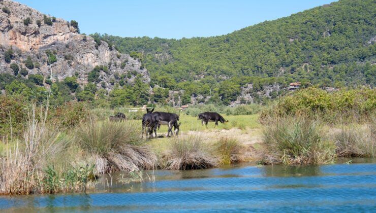 Dalyan Kanalı ve Köyceğiz Gölü için kapsamlı eylem planı hazırlanıyor