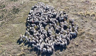 150 bin lira maaşa rağmen çoban bulunamıyor