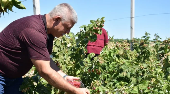 Edirne’de kahve sohbetiyle başlayan ahududu ve böğürtlen yetiştiriciliği alternatif ürün kapısı oldu...