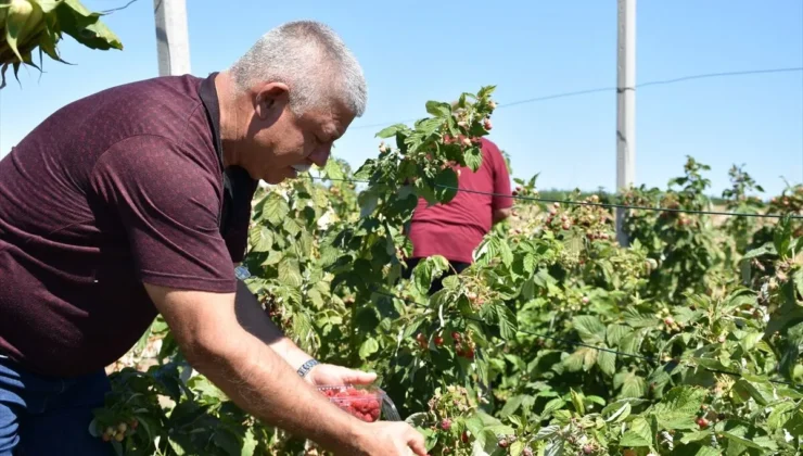 Edirne’de kahve sohbetiyle başlayan ahududu ve böğürtlen yetiştiriciliği alternatif ürün kapısı oldu