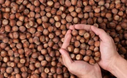 250 liralık fındığı 170 liraya kim alıyor? Ferrero dahil büyük firmalar mercek altında